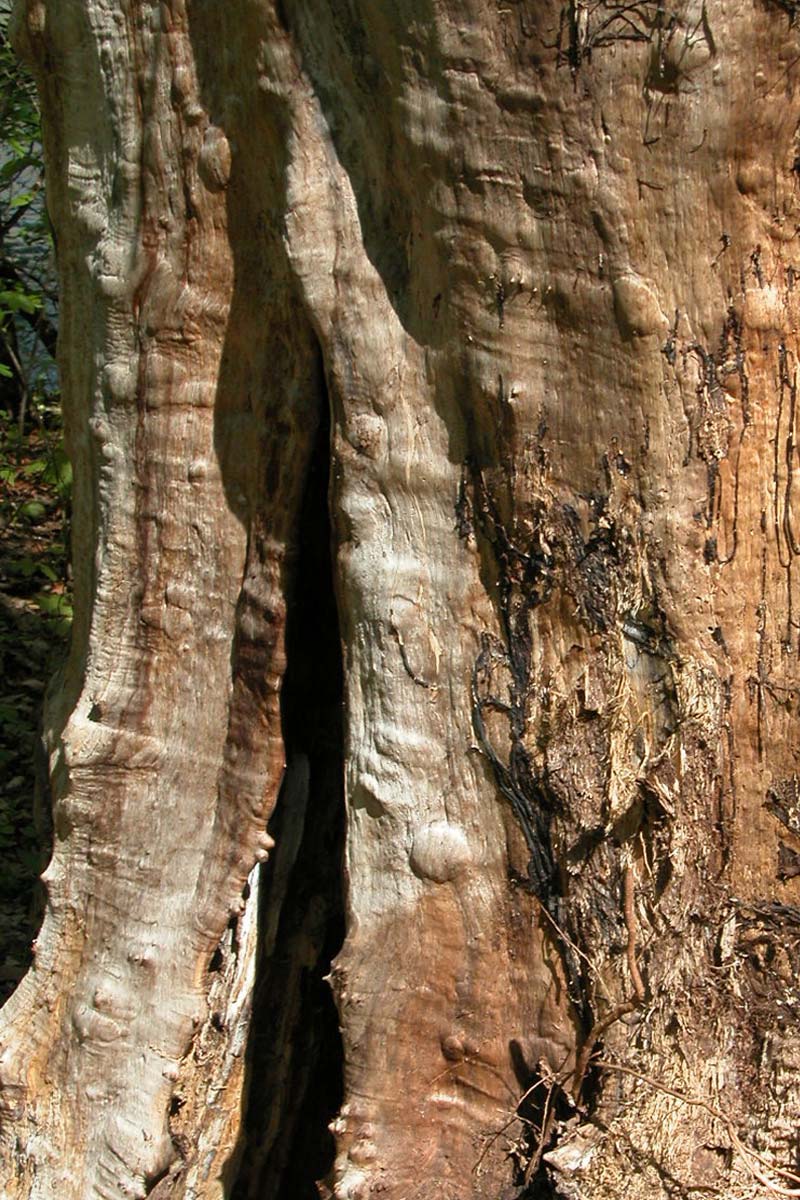 Rubrikfoto - Detail/Zoom - Ulrike Kersten